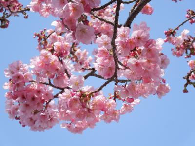 樱桃, samusakura, 春天的花朵, 春天在日本, 樱花, 春天, 植物