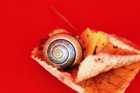 蜗牛, 秋天, 叶子, 秋天的树叶, 自然, 壳, 关闭
