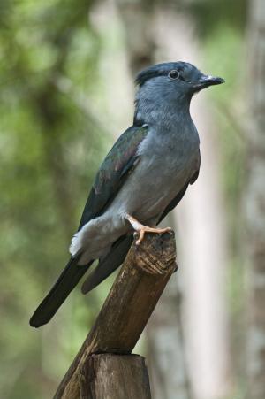 蓝色脖子鸟, 国家公园, 动物, 自然, 野生动物, 马达加斯加, 森林