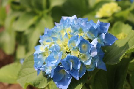 的, 花, 春天, 春天的花朵, 第二次呼叫, 自然, 蓝色