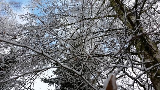 皇冠, 树木, 审美, 雪, 冬天, 分支机构, 从下面查看