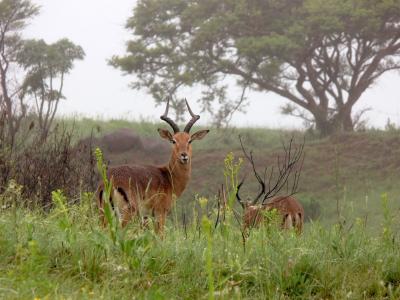 黑斑羚, 巴克, 羚羊, 相思, 野生动物, 非洲, 自然