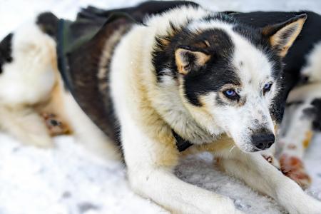 赫斯基, 拉普兰, 狗, 哈士奇, 芬兰, 狗拉雪橇比赛, musher