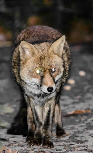 狐狸, 红狐狸, 动物, 红色, 野生动物, 野生, 哺乳动物