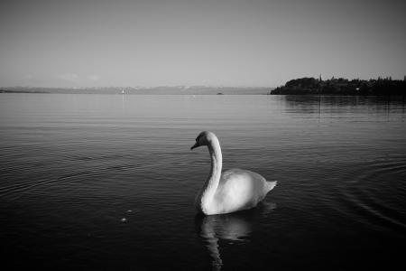 康斯坦茨湖, 天鹅, 鸟, 动物, 湖, 安静, 黑色和白色