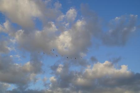 云彩, 天空, 鸟类飞行, 鹅, 候鸟