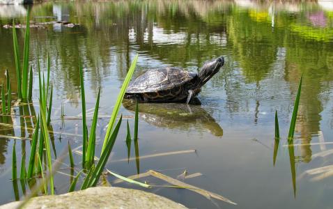 海龟, 动物, 水动物, 两栖类动物, 池塘, 群落生境