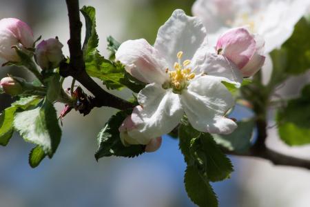 苹果树上的花, 绽放, 花, 春天, 楞次定律, 一个, 四个季节