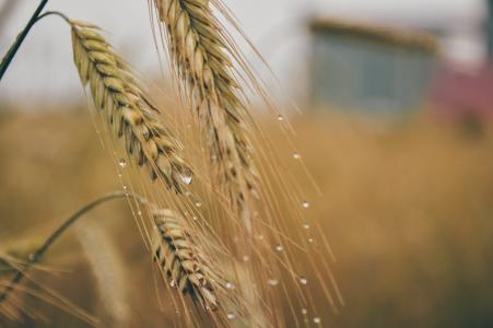 农业, 大麦, 玉米, 字段, 粮食, 雨滴, 小麦