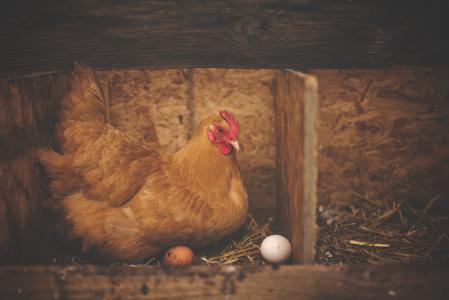 动物, 谷仓, 鸟, 鸡, 鸡蛋, 农场, 母鸡