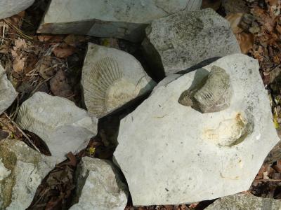 石头, 石灰, 化石, 石灰石, 白侏罗山, 斯瓦比亚 alb, perisphinctes