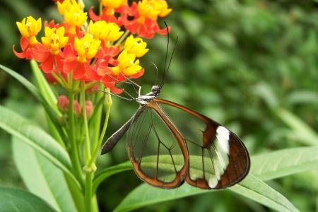 蝴蝶, 自然, 花, bug