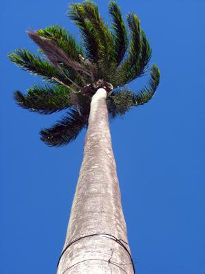 棕榈树, 高, 高度, 自然, 树, 树干