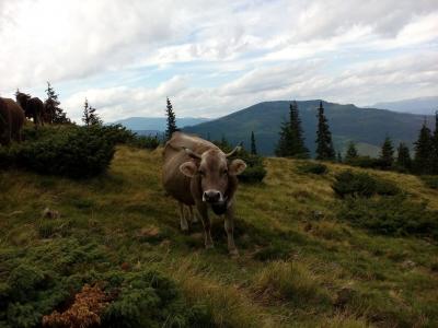 母牛, 喀尔巴阡山, 夏季, 山脉, 吃草, 牧场, 围场