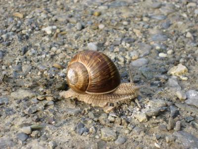 蜗牛, 时间, 慢慢地, 动物, 壳