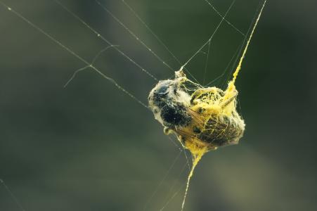 抓到, 网络, 撒, 蜘蛛网, 关闭, 自然, 昆虫
