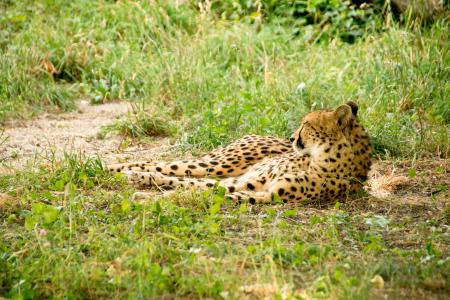 非洲, 肯尼亚, 野生动物园, 自然, 假日, 国家公园, 动物