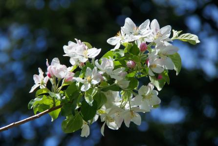 苹果树上的花, 白色, 树上苹果, 春天, 白花, 分公司, 花