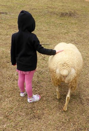 友谊, 儿童, 羊, 可爱, 爱, 在一起, 宠物