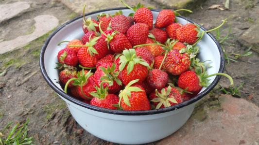 草莓, 浆果, 夏季, 春天, 五月, 收获, 花园