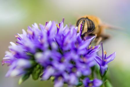 蜜蜂, 花, 宏观, 关闭, 黄色, 紫色, 蜂蜜