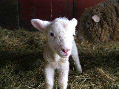 羔羊, 羊, 农场, 春天, 牲畜, 绵, 动物