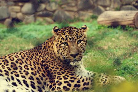 动物, 大猫, 豹, 野生动物园, 野生猫科动物, 野生动物, 动物园