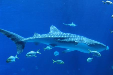海洋, 鲨鱼, 蓝色, 水下, 海, 动物, 自然