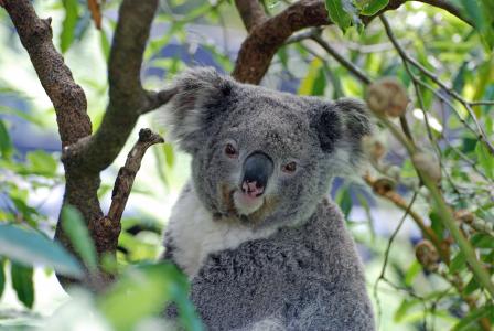 树袋熊, 澳大利亚, 动物园, 考拉熊, 一种动物, 树, 野生动物