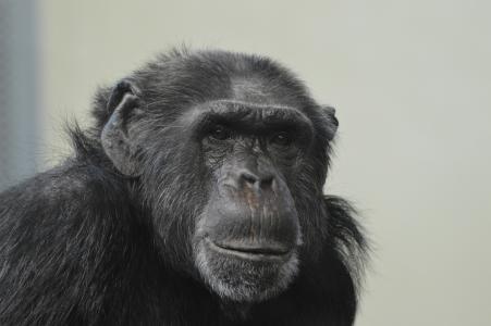猴子, 动物, 黑猩猩, 动物园, 想想, 动物, 野生动物