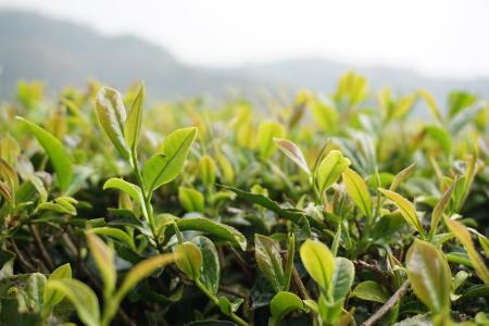 茶, 风景, 自然, 绿色的叶子, 增长