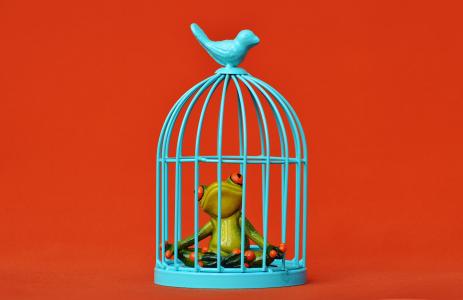 青蛙, 笼子里, 被囚禁, 悲伤, 图, 有趣, 可爱