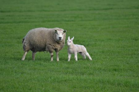 农场, 羊, 羔羊, 农场里的动物