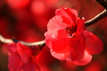 日本开花海棠, 冬天, 太阳, 自然, 户外, 森林, 开花