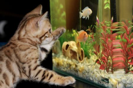小猫, 水族馆, 孟加拉, 宠物, 鱼, 动物, 家猫