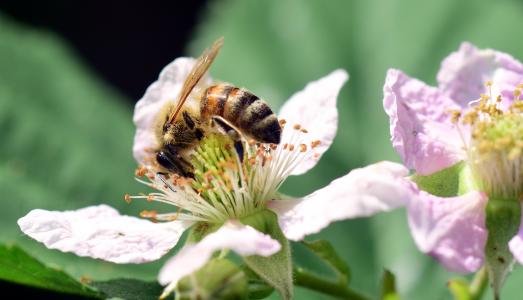 蜜蜂, 黑莓, 撒上, 昆虫, 关闭, 夏季, 花