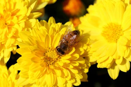 菊花, 花, 蜜蜂, 昆虫, 植物, 秋天, 自然