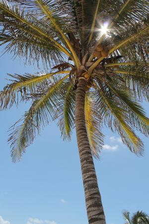 棕榈树, 太阳, 天空, 哥斯达黎加, 夏季, 景观