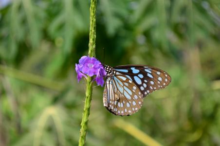 蝴蝶, 蓝虎, tirumala limnacea, 动物群, 蓝色, 昆虫, 坐