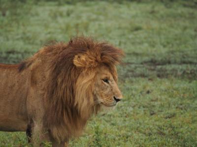 狮子, 非洲, 狮子的鬃毛, 野生动物园, 国家公园, 捕食者, 野猫