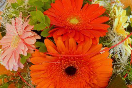 非洲菊, 花, 生日花束, 花束, 橙色