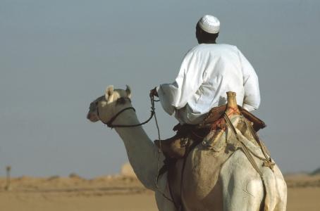 骆驼, 骆驼骑手, 骑, 单峰骆驼, 埃及, 沙漠, 骑马