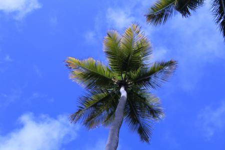 椰子树, 海滩, 巴西