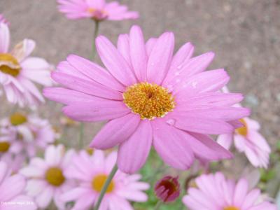 黛西, 花, 粉色, 花香, 植物, 自然, 开花