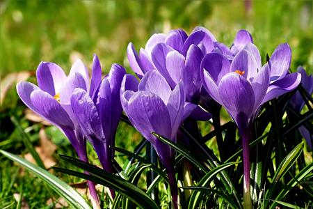 花, 番红花, 紫罗兰色, 春天, 紫色, 自然, 大自然的美