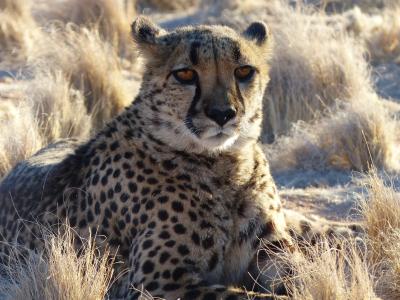 猎豹, 纳米比亚, 野生动物园, 动物, 猫