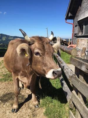 母牛, alpkuh, 瑞士, 奶牛, 牛, 牛肉