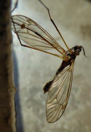 蚊子, 宏观, 翅膀, bug