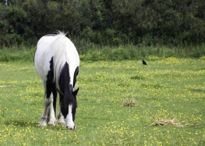马, 小马, 黑色, 白色, 平托, 放牧, 吃