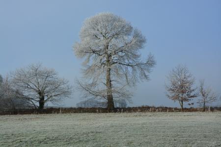 树, 弗罗斯特, 自然, 感冒, 冬天, 字段, 冰